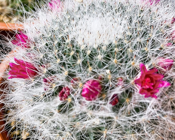 超特大 耐寒 強棘柱サボテン 約100cm ピンクの花 超特大 耐寒 強棘柱