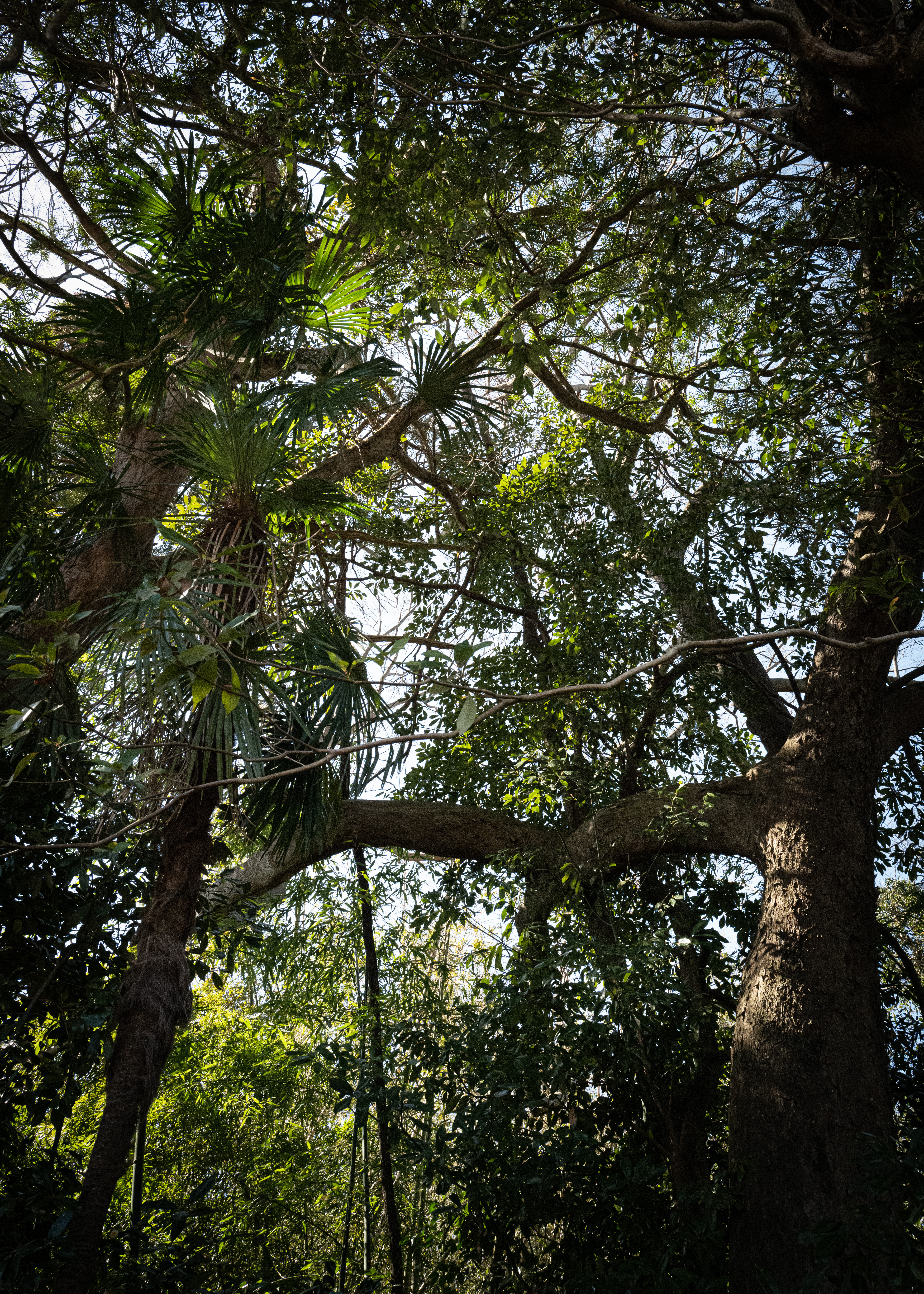 Sacred grove (chinjyu no mori) maintenance in Kameyama City — Sentei-ya Sora