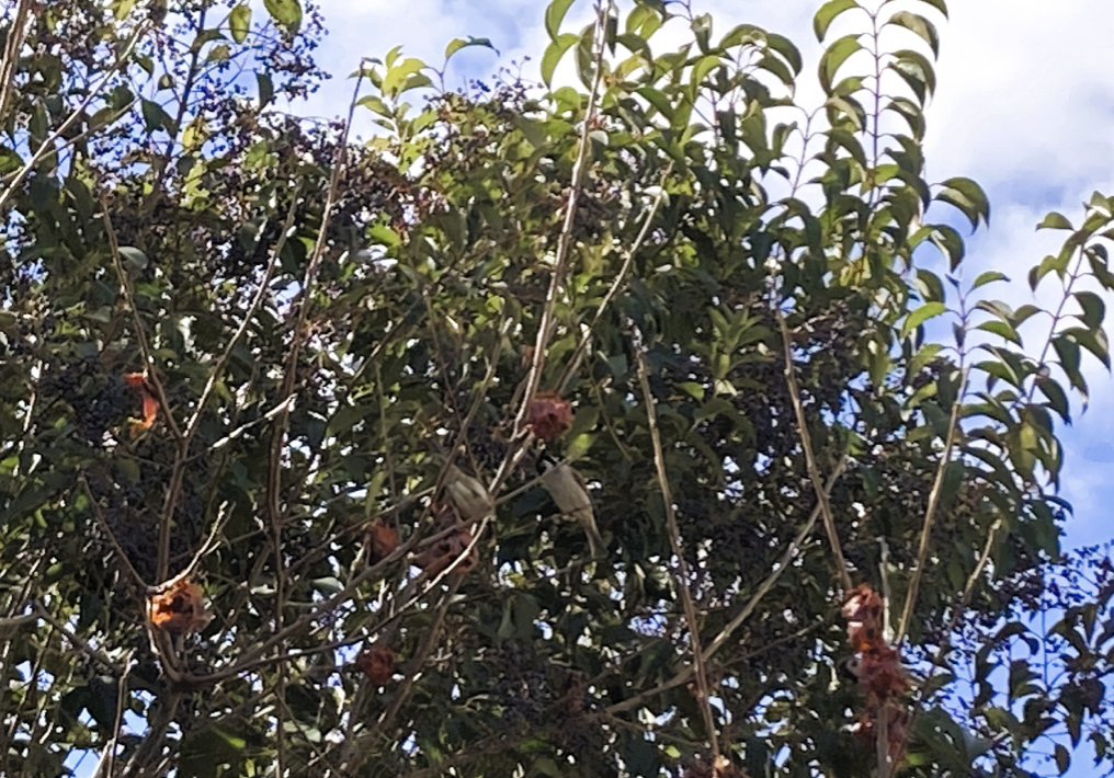Ripe persimmon on tree in winter Japan, birds eating persimmon fruit, mast year abundant harvest