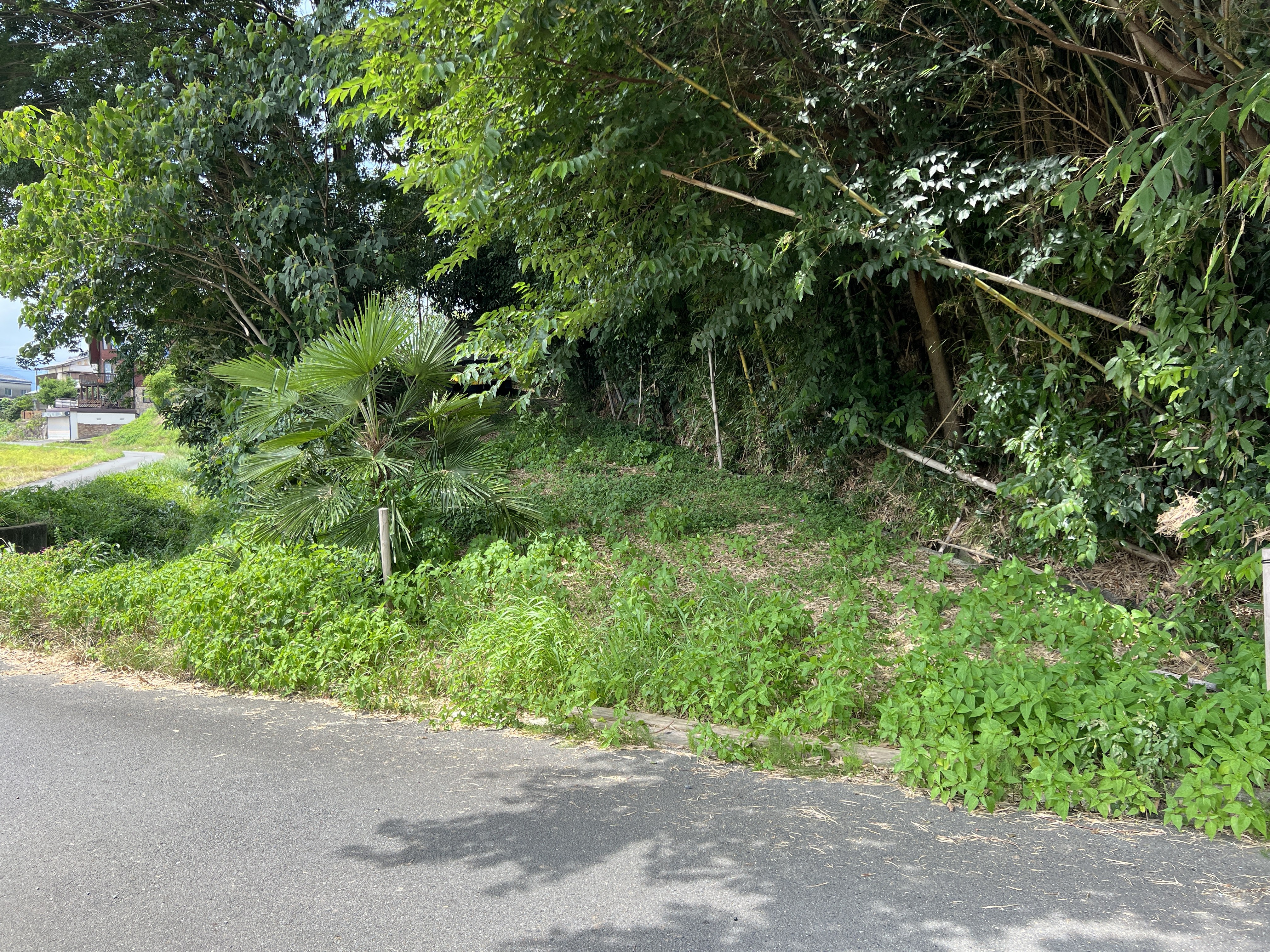 鈴鹿市 淡竹 竹林 整備後の道路際 剪定屋空