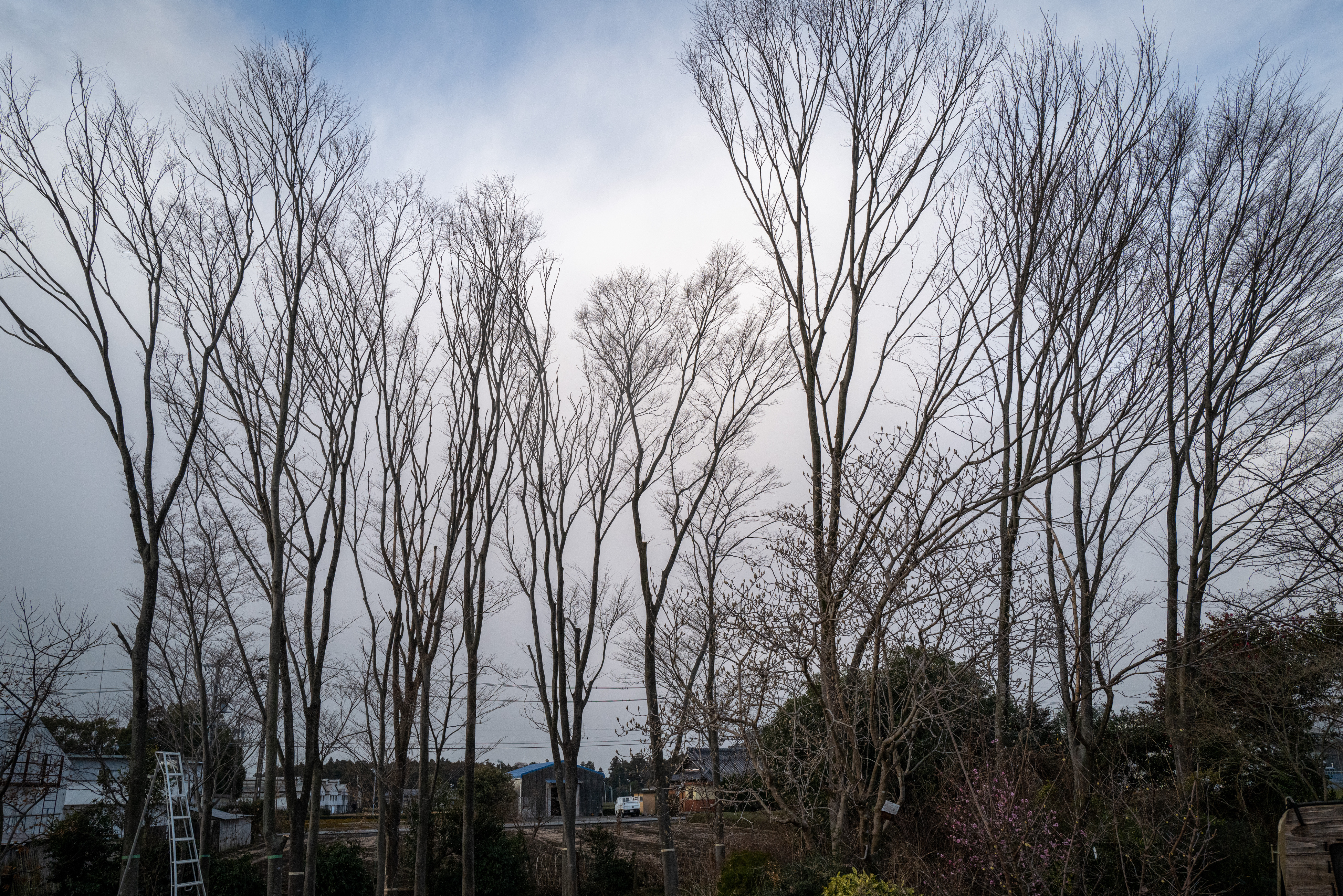 Zelkova trees sprout from the stumps after felling, so the stumps will be left alone this time without any root debris treatment.