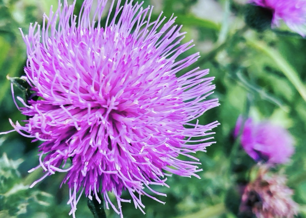 アザミ 紫の花 ノアザミ 野草 剪定屋空