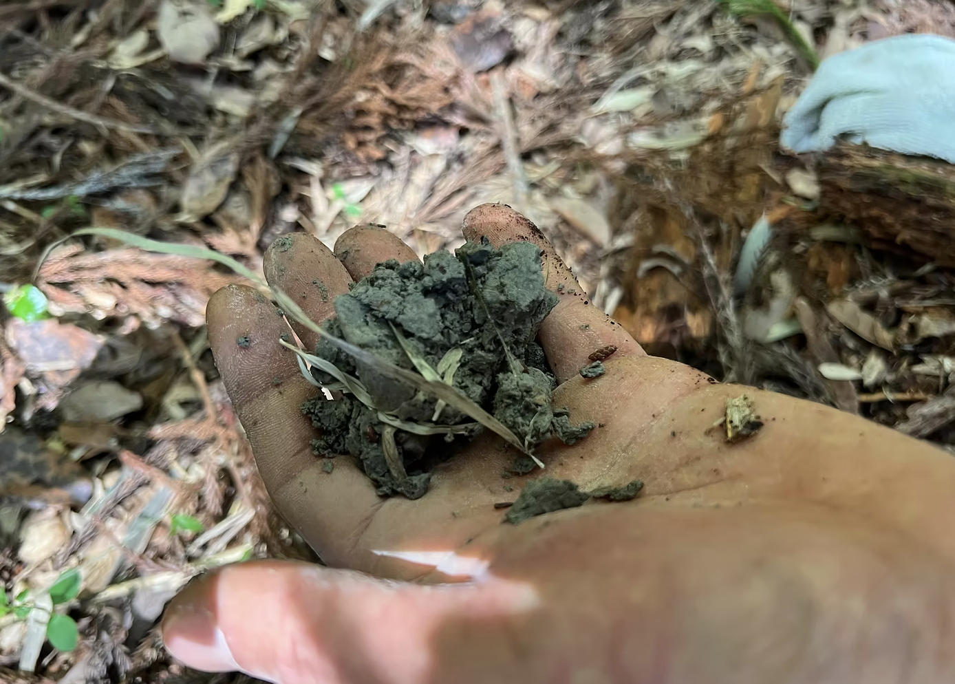 Bamboo Charcoal vs. Wood Charcoal — Differences in Structure, Use, and Soil Application