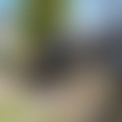 鈴鹿市にて、春のお庭手入れ｜芝の管理と花壇の除草