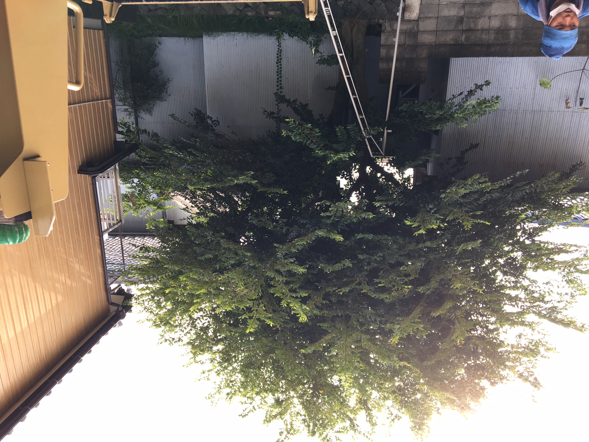 四日市市 不動寺様 エノキ伐採 剪定屋空