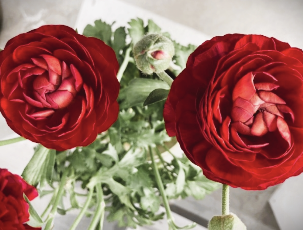 Ranunculus in bloom, layered petals spring flower gift Japan