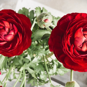 実は何度もある記念日。4月22日よい夫婦の日に花を贈ってみては？　ラナンキュラス