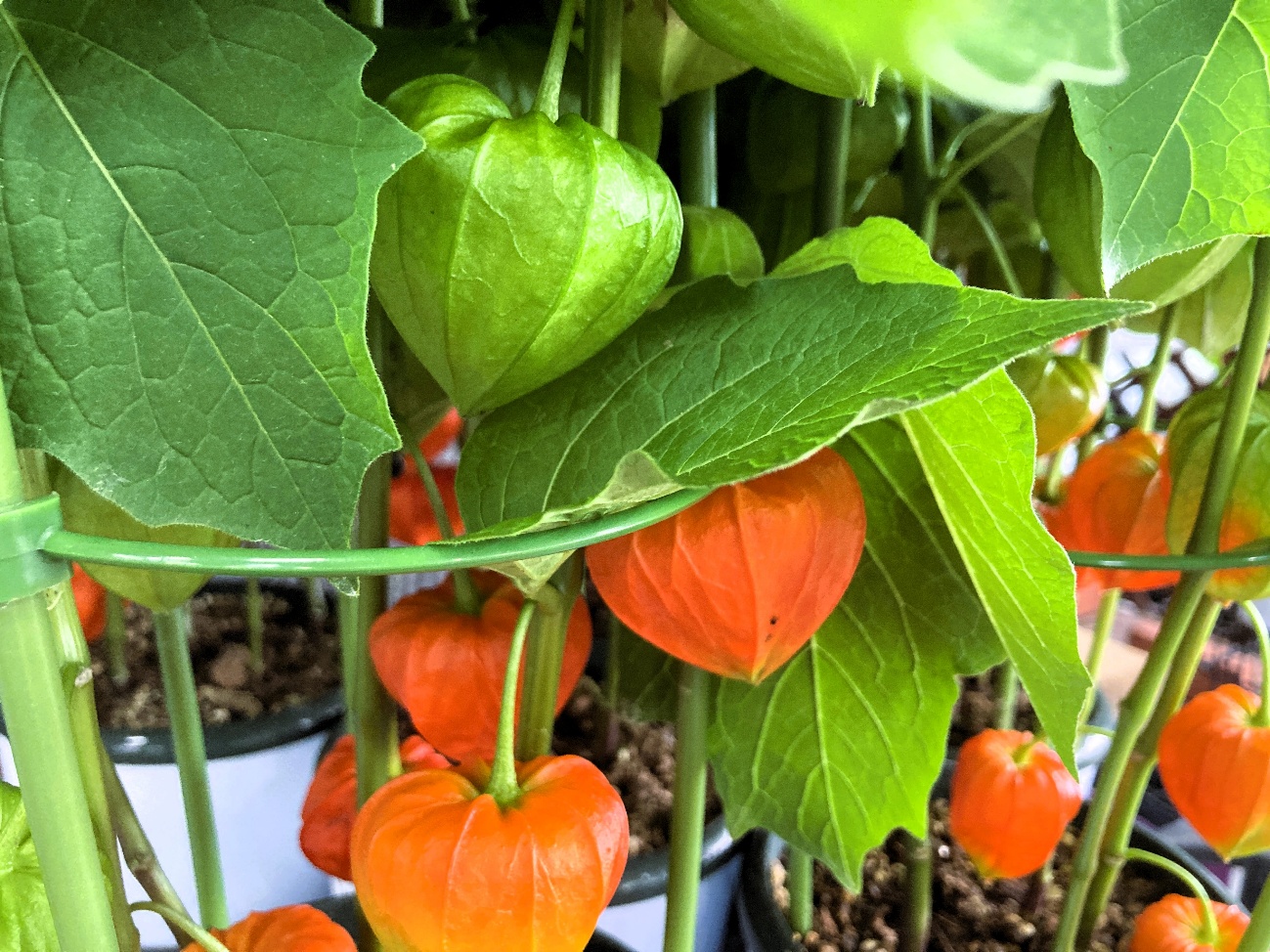 ホオズキ お盆 鬼灯 オレンジ 萼 鉢植え