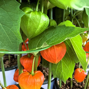 お盆に飾る縁起植物。なのに、植えてはいけない？その理由 ホオズキ