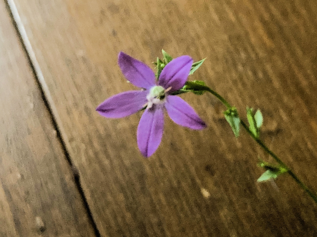 ヒナキキョウソウ 紫の花 帰化植物 キキョウ科