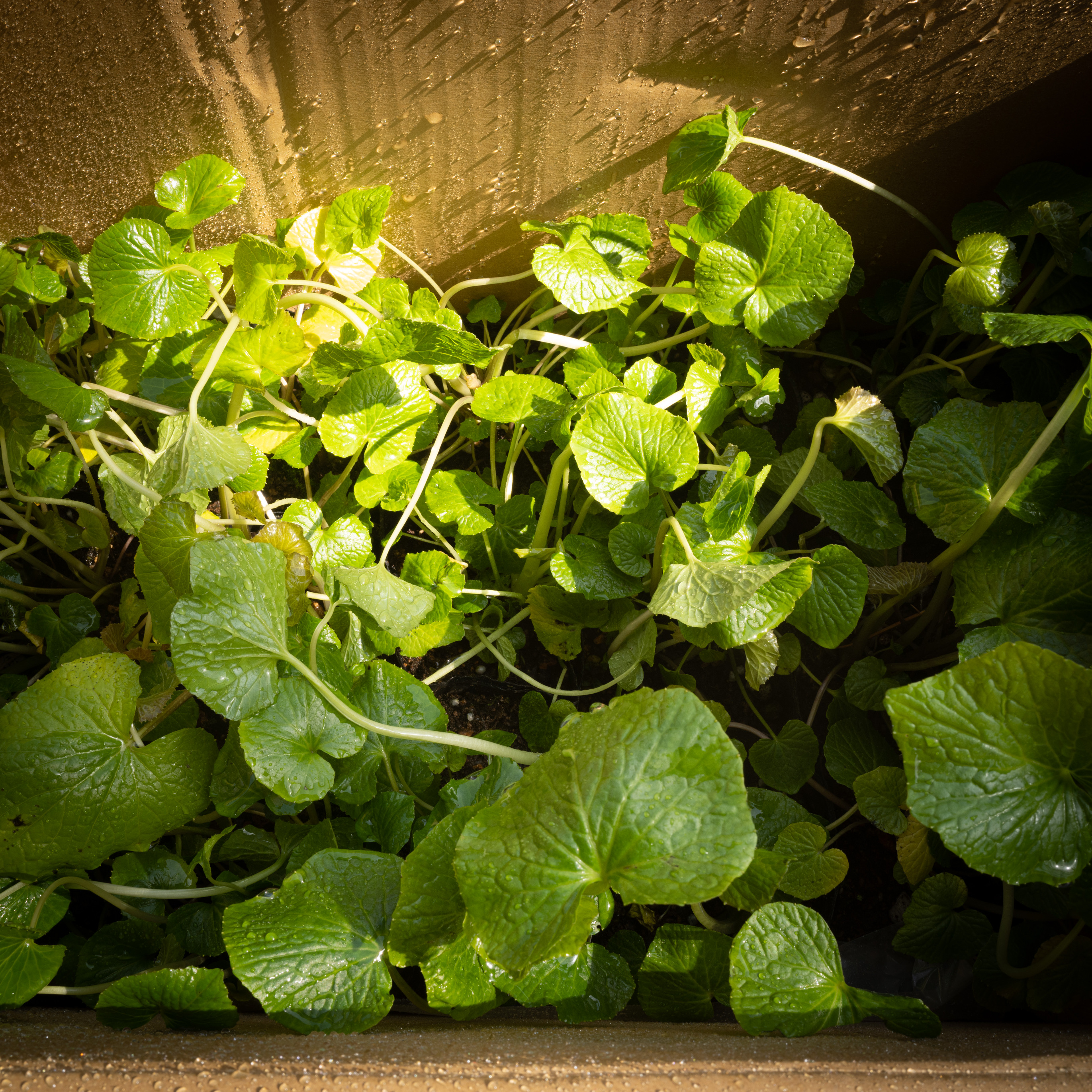 Experimental planting of field wasabi (forest wasabi)