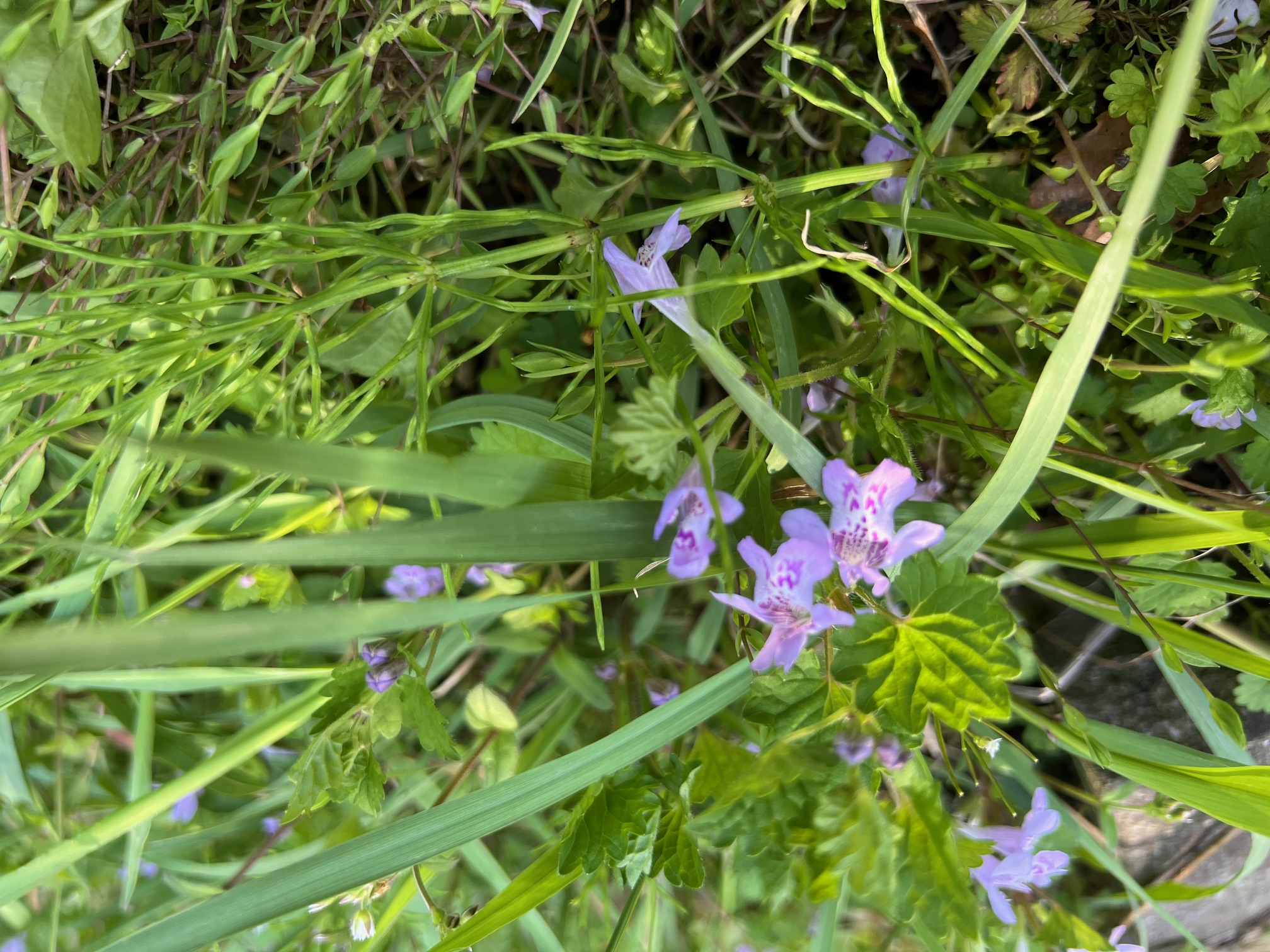 カキドオシ 在来種 シソ科