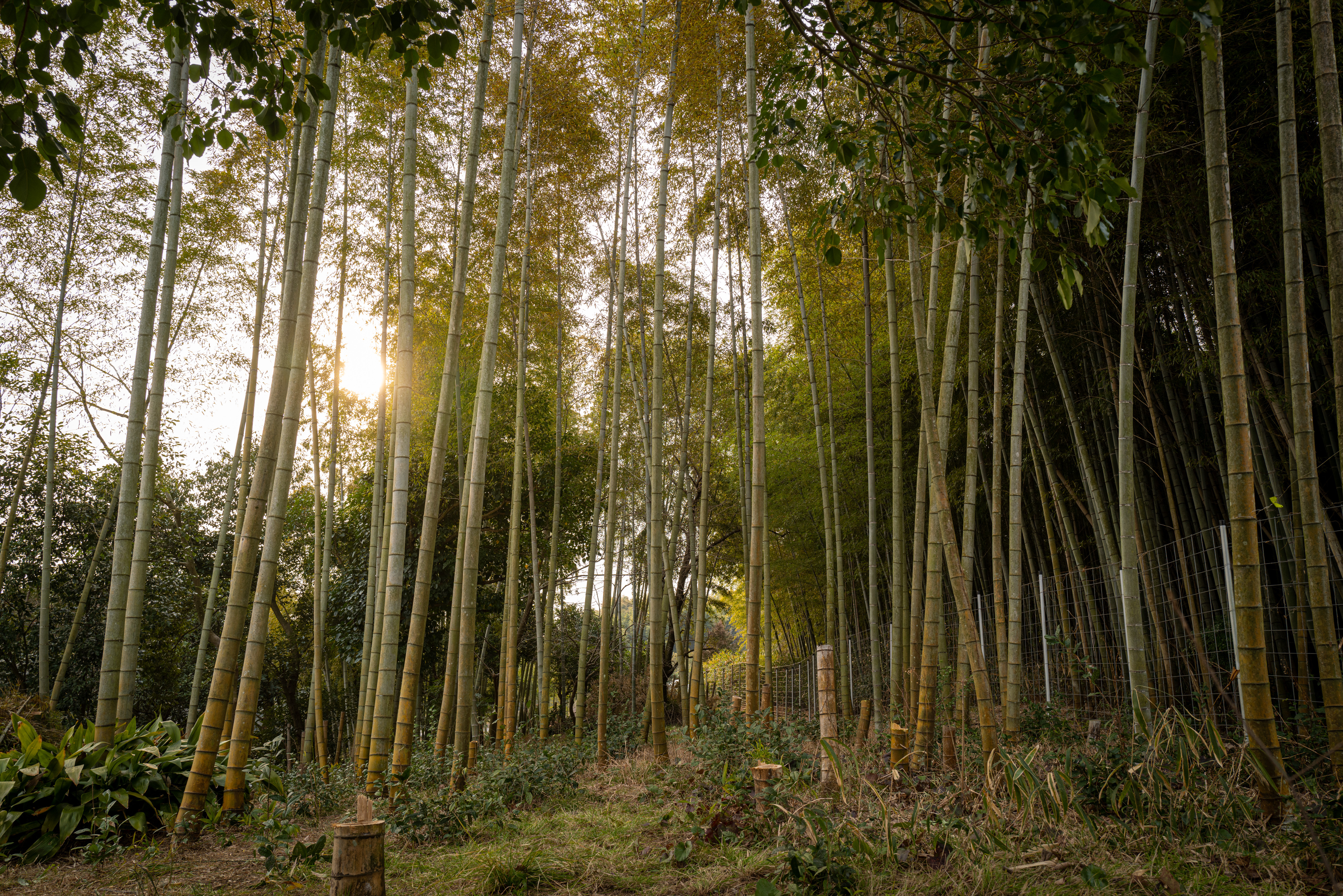 Mie Prefecture Bamboo Forest Maintenance