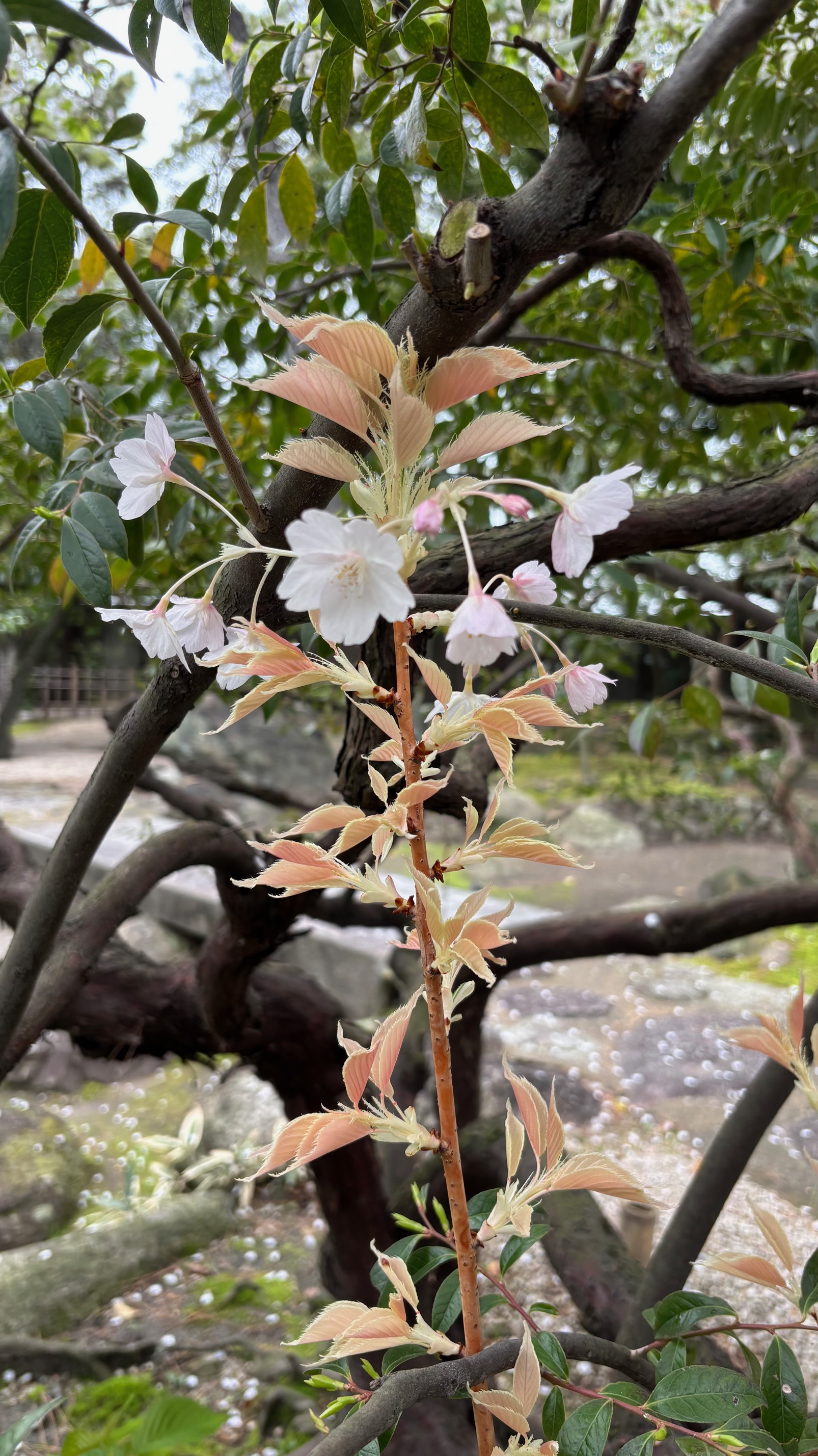 アルビノの桜の花