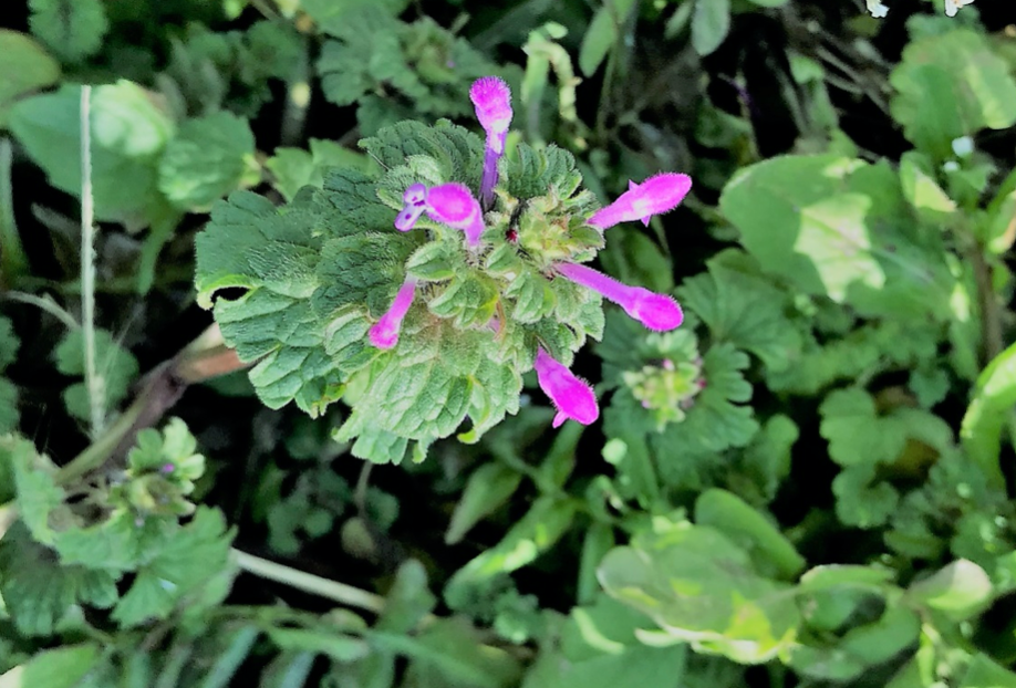 仏様がお座りになった姿。春の花「ホトケノザ」