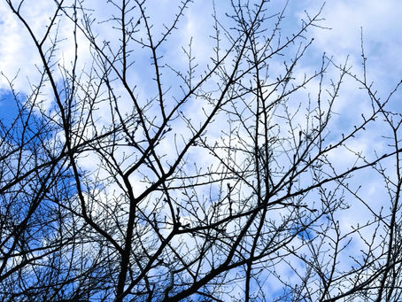 サクラサク。2024桜の開花予想がでましたね サクラの花芽