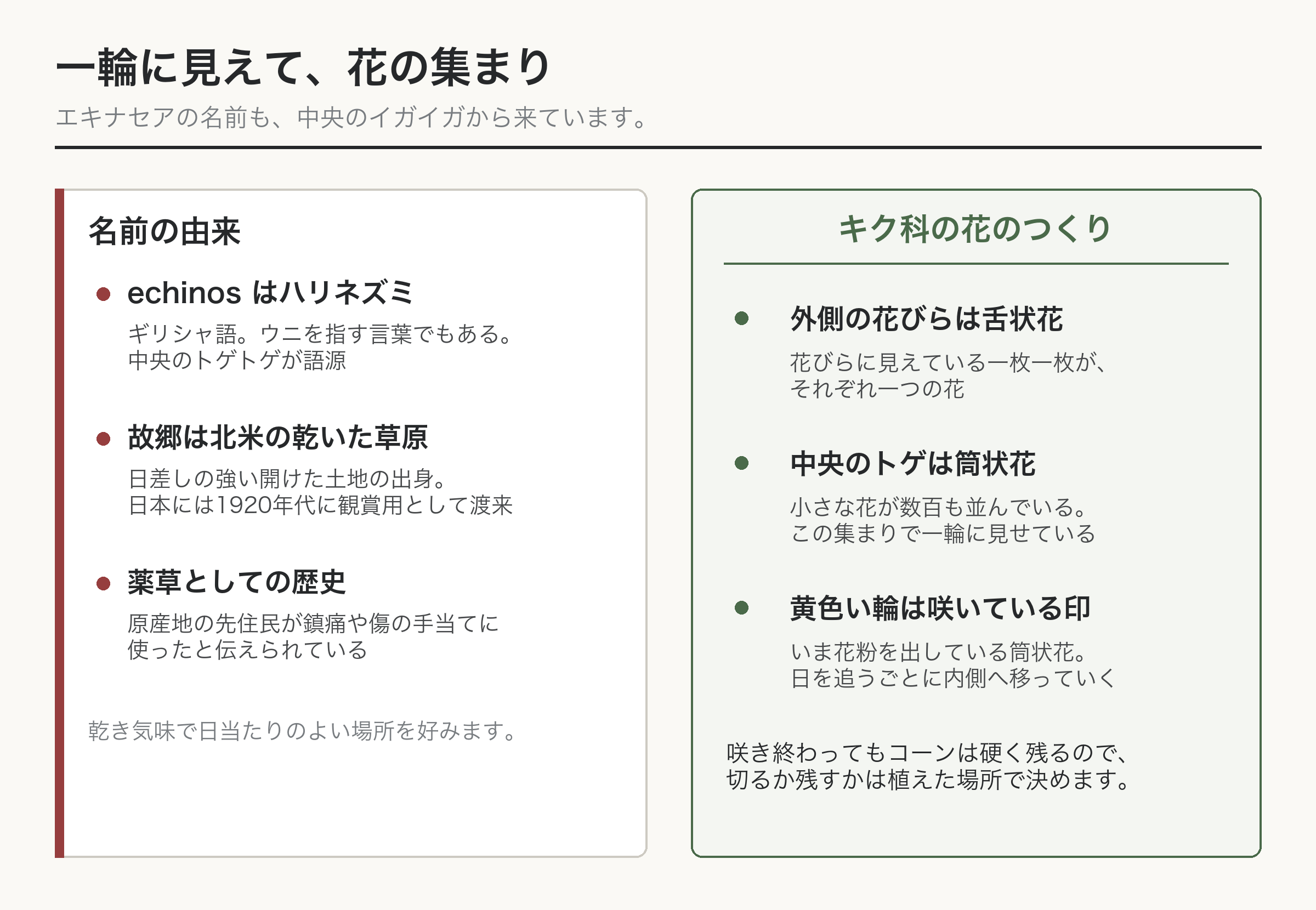 エキナセア 名前の由来 頭状花序 筒状花 舌状花 図解