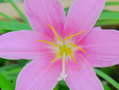 かわいいけど、毒があるゼフィランサス