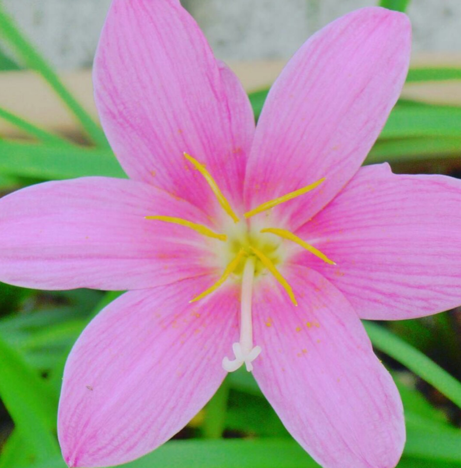 かわいいけど 毒があるゼフィランサス