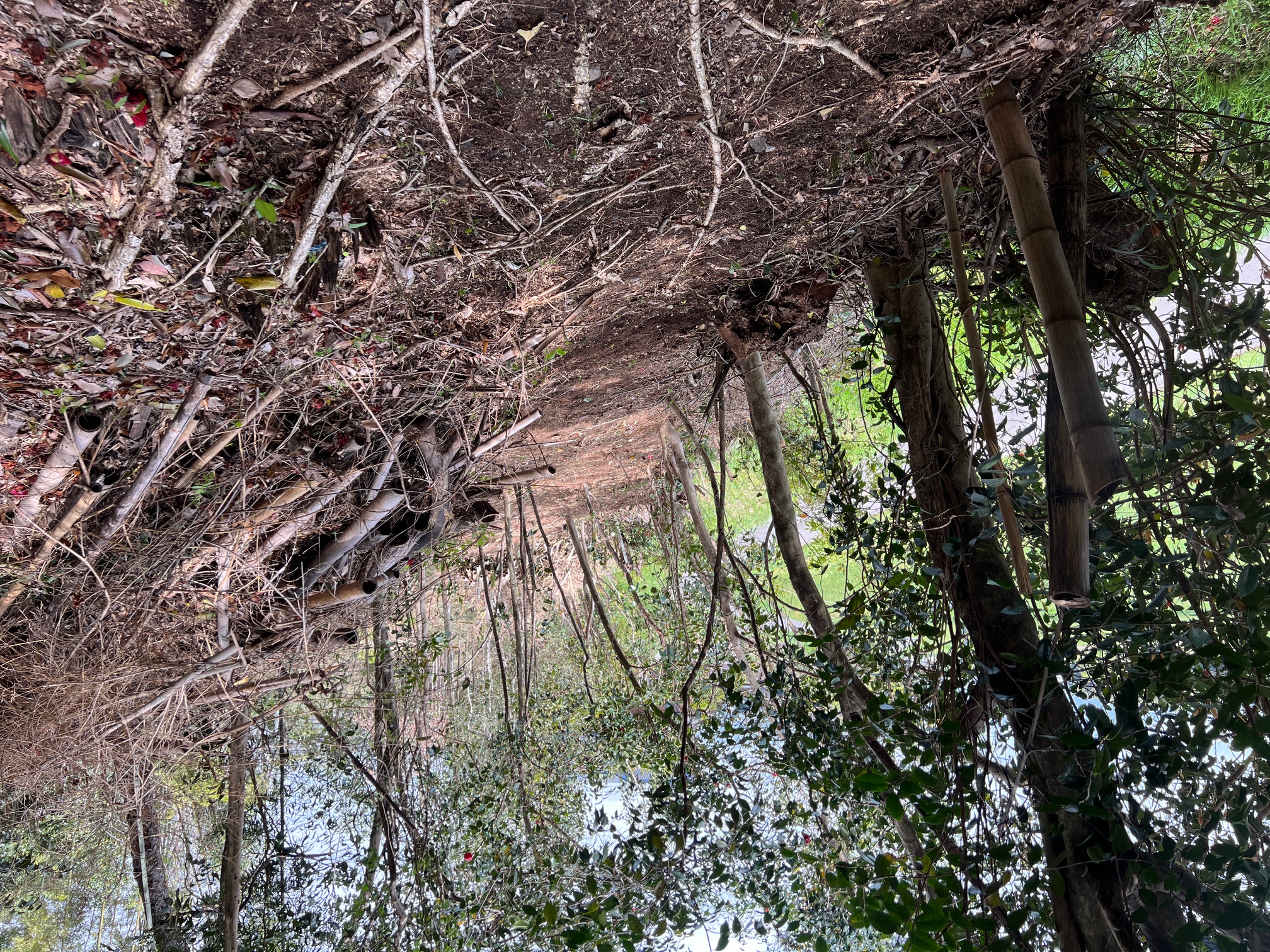 三重県鈴鹿市 淡竹 竹林整備後の法面 剪定屋空