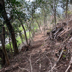 三重県鈴鹿市にて淡竹の竹林整備(伐採・チッパー粉砕・地際整備)