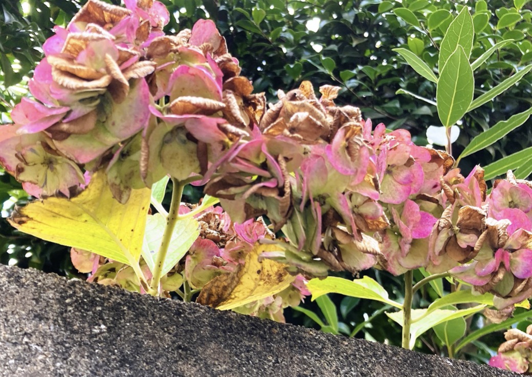 花・枯れる表現の情緒。しがみつく紫陽花