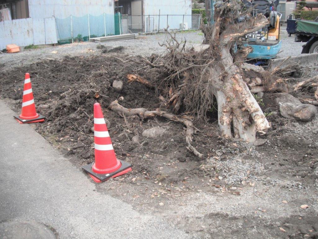 Tree stump removal — excavating lateral roots before extraction