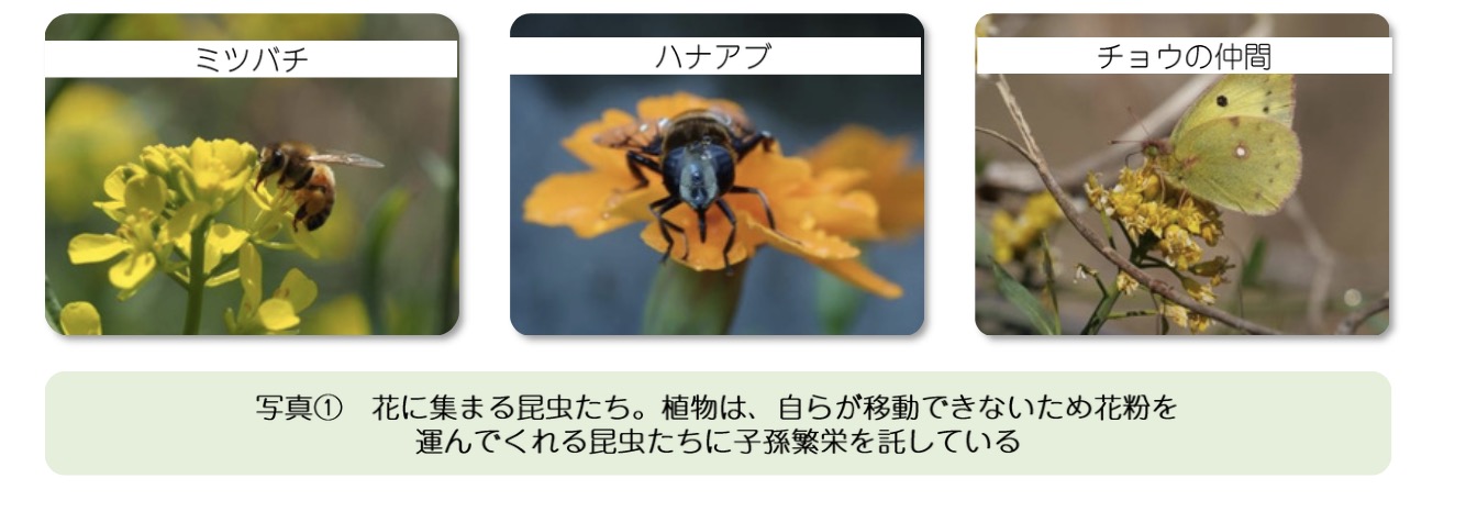 Attraction and use of small ecological bug hotels (insect hotels) in home gardens