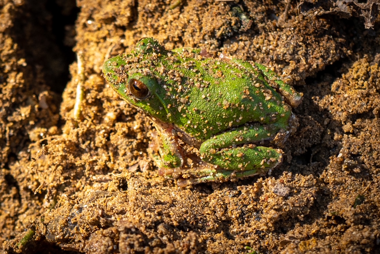 Schlegel's green frog in hibernation. By combining human power and a jumbo, we can also protect precious lives.