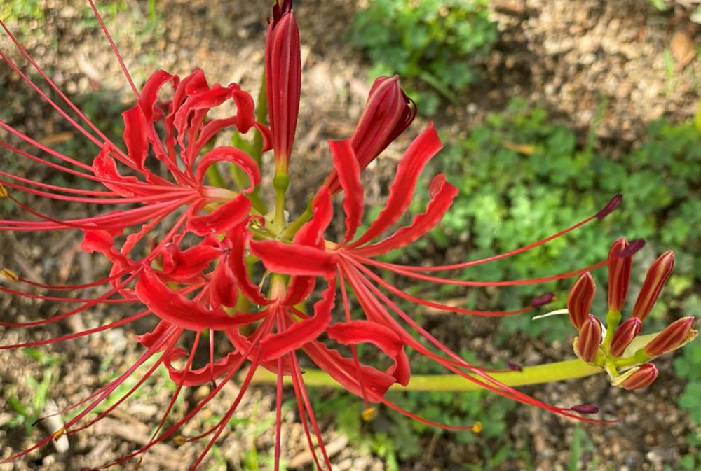 美しき妖艶な花 彼岸花剪定屋空