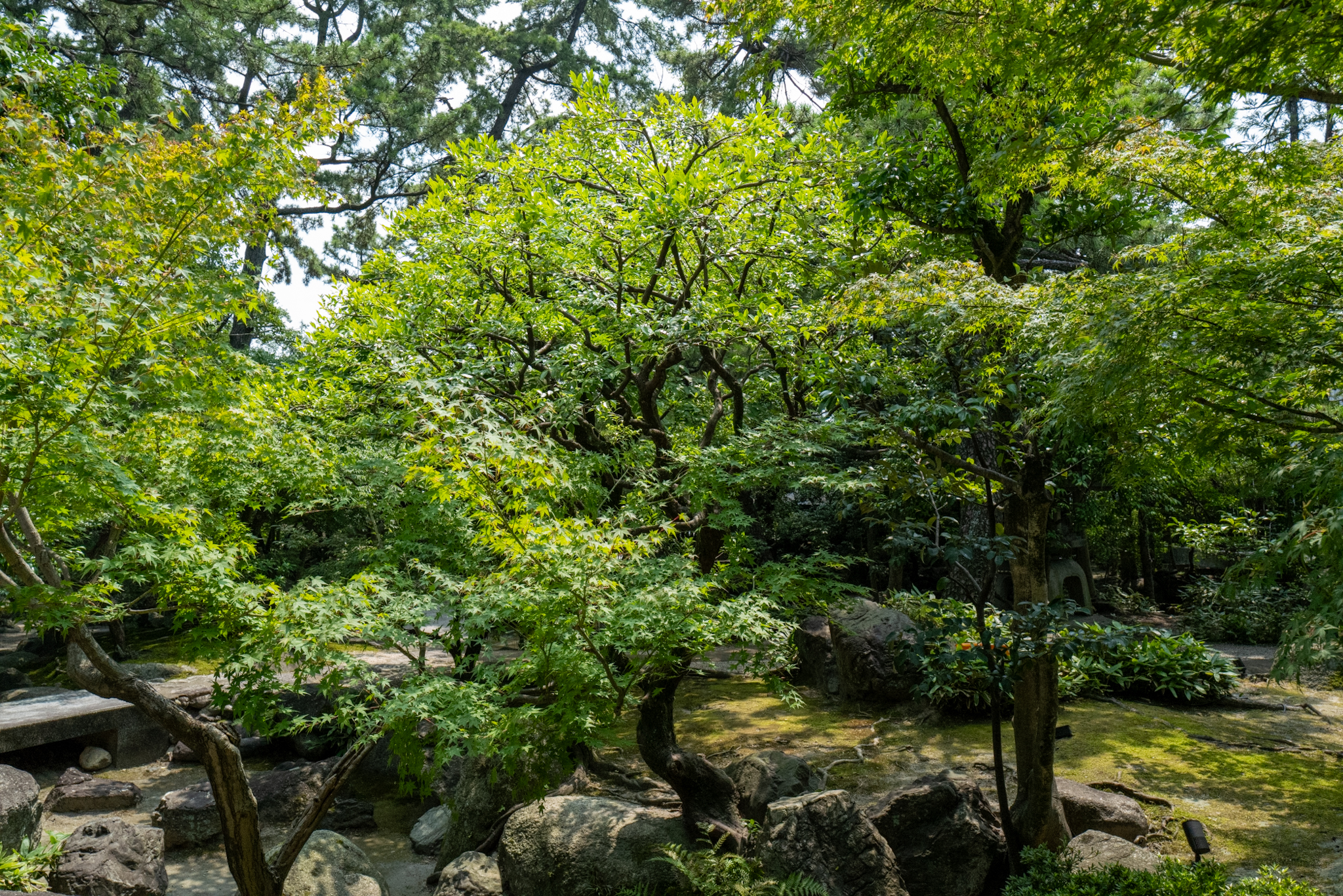 枝を抜いてすっきりした中木と、夏の緑の庭の全景