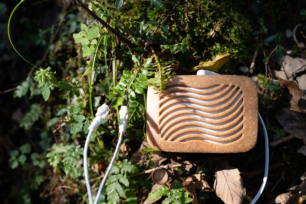 植物の電気信号を音に変える「PlantWave」——菌根菌ネットワークと