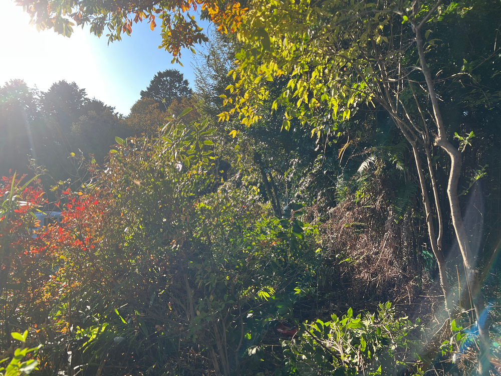 お庭の樹木間引き伐採作業