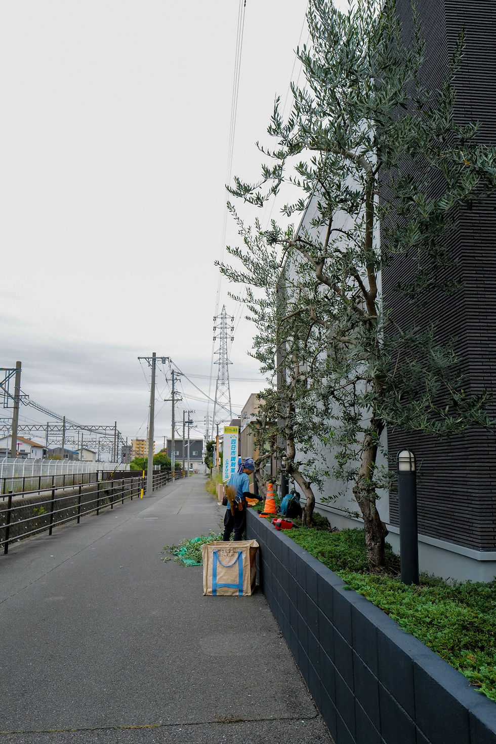 川越町 線路沿いのオリーブ 手入れ 剪定屋空