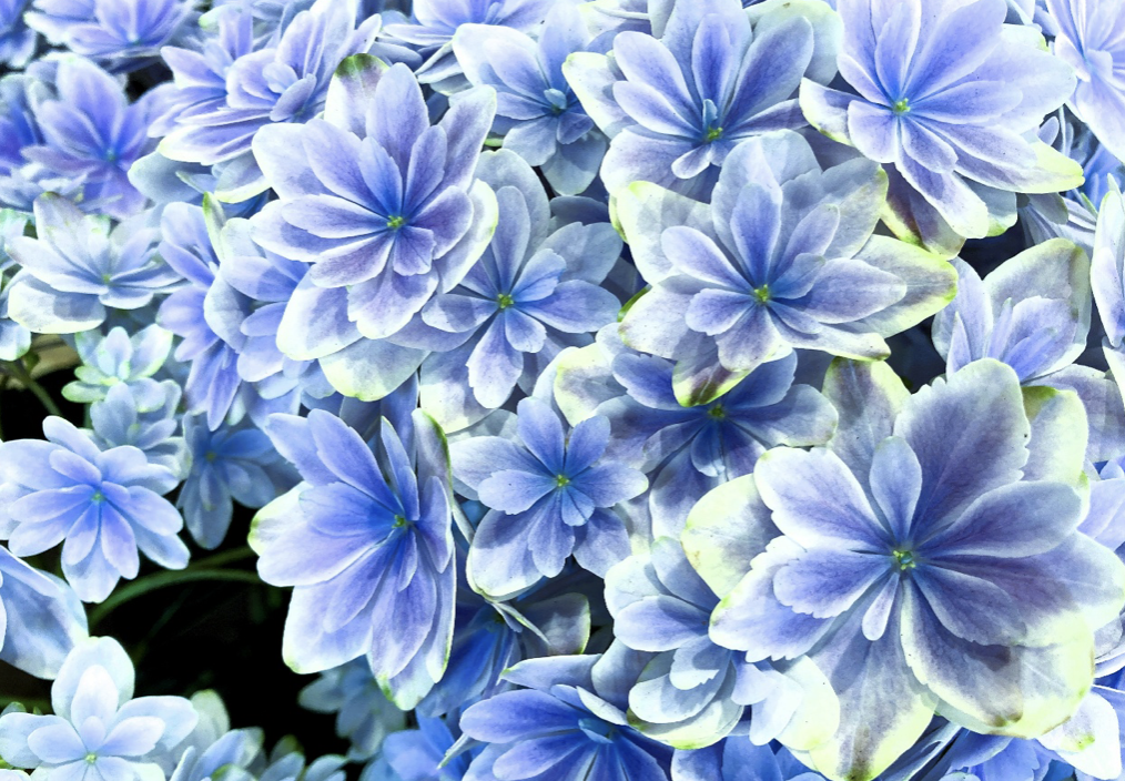 5月11日は母の日。ギフトに人気の繊細で可憐な植物アジサイ万華鏡