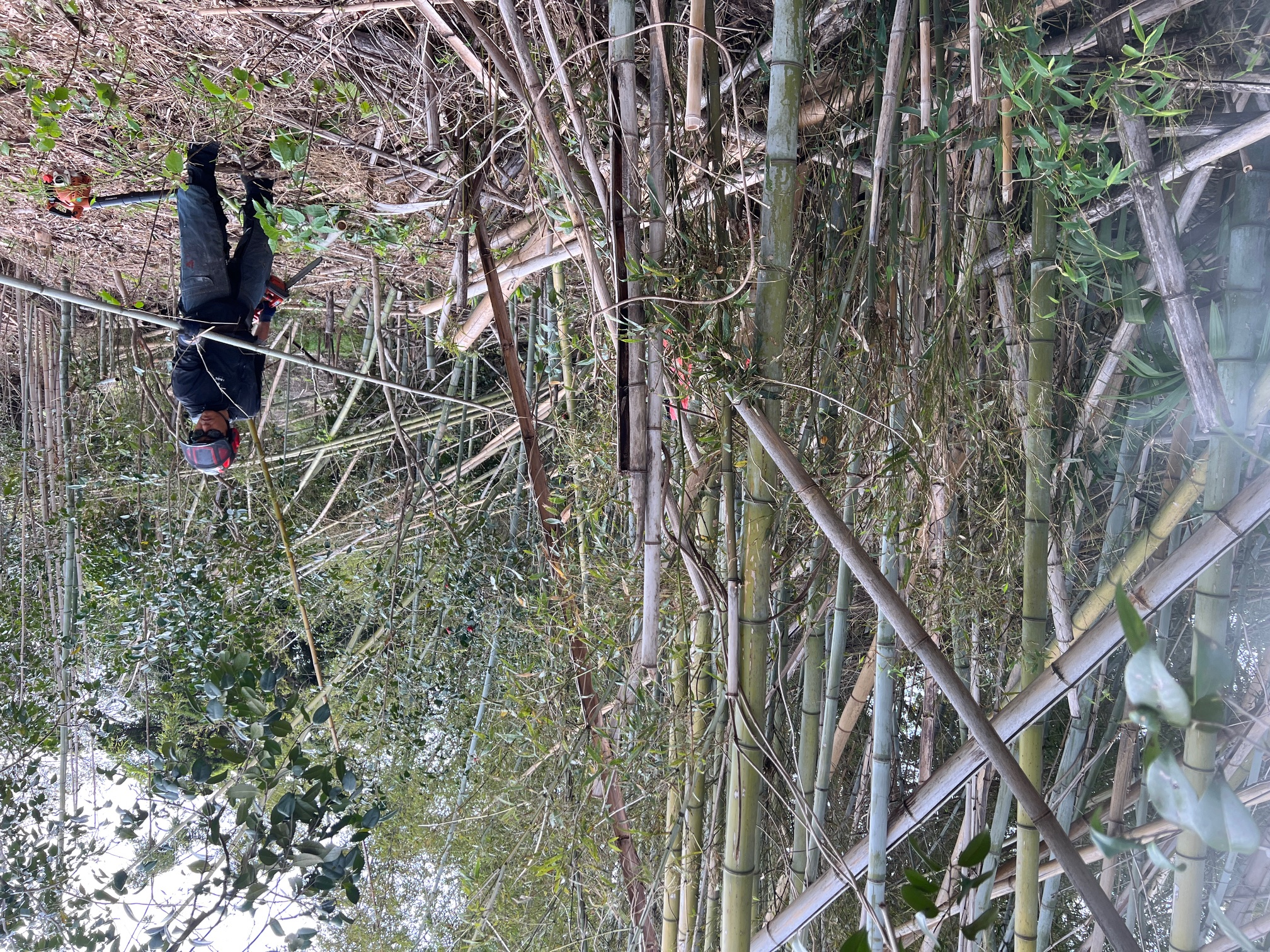 三重県鈴鹿市 淡竹 竹林伐採前の様子 剪定屋空