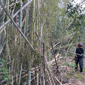 Hachiku Bamboo Grove Management in Suzuka — Felling, On-Site Chipping, and Stump Safety Cuts