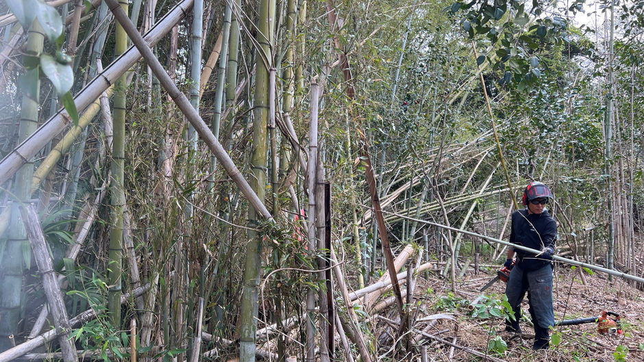 Hachiku Bamboo Grove Management in Suzuka — Felling, On-Site Chipping, and Stump Safety Cuts
