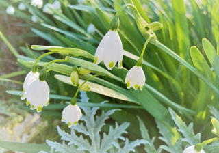 ギリシア語で白いスミレ 春に咲く雪のかけら スノーフレーク 三重県剪定伐採お庭のお手入れ専門店 剪定屋空 ギリシア語で白いスミレ 春に咲く雪のかけら スノーフレーク 三重県剪定伐採お庭のお手入れ専門店 剪定屋空