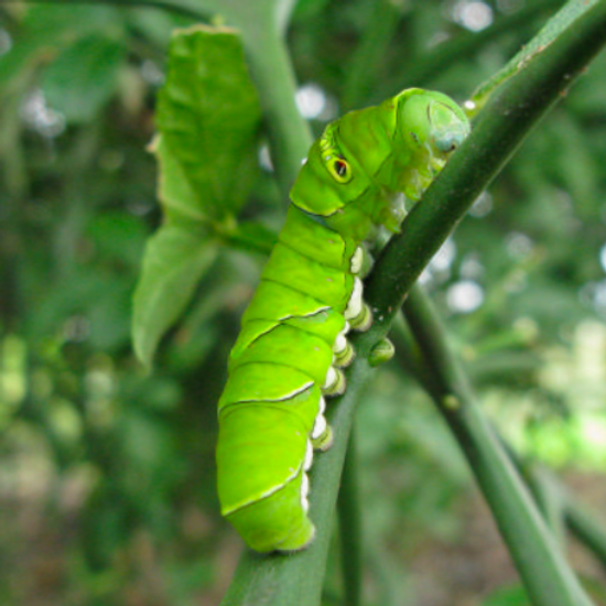 庭木害虫写真ガイド 剪定伐採お庭のお手入れ専門店 剪定屋空
