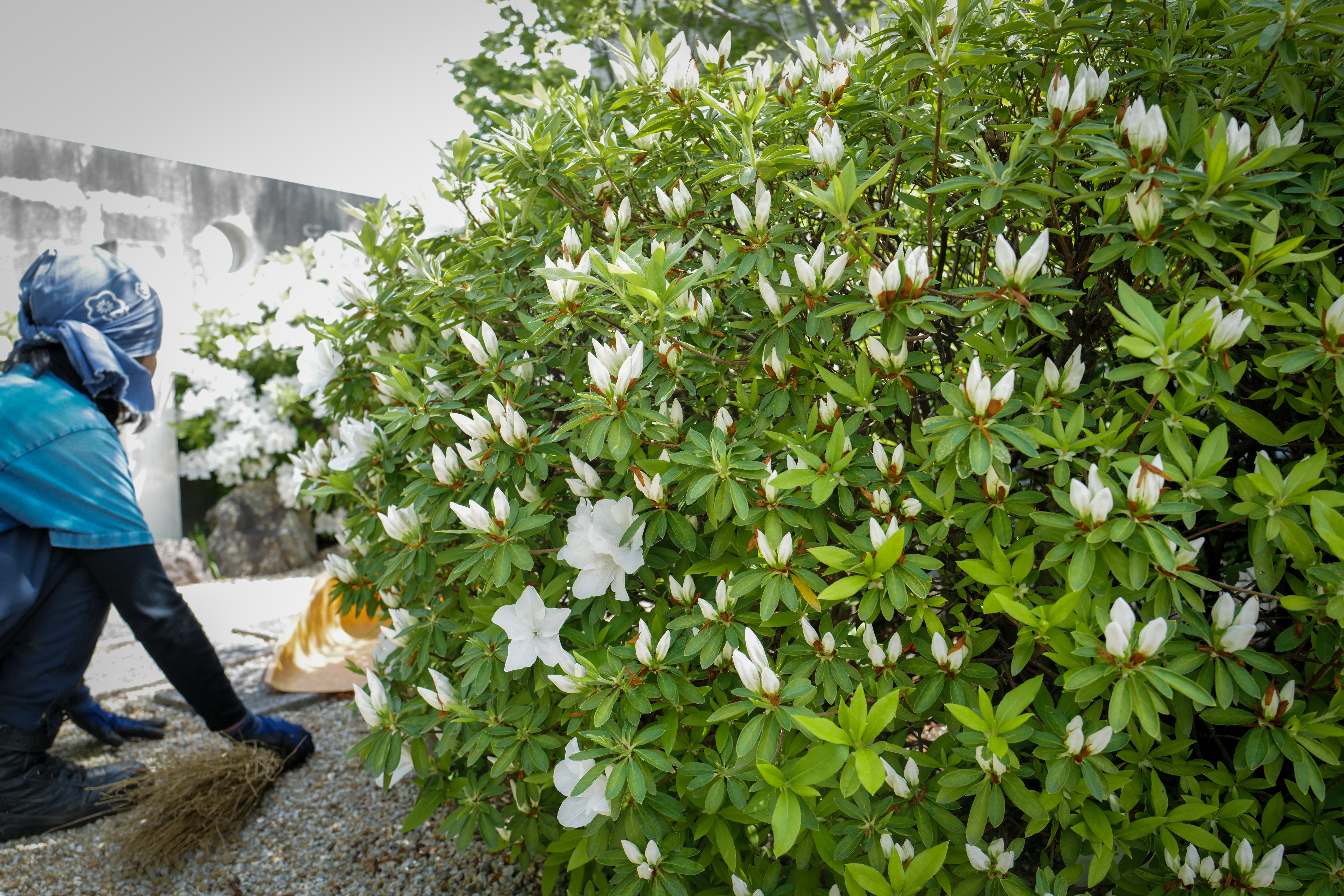 White azalea about to bloom at a medical clinic in Suzuka, Mie Prefecture Japan