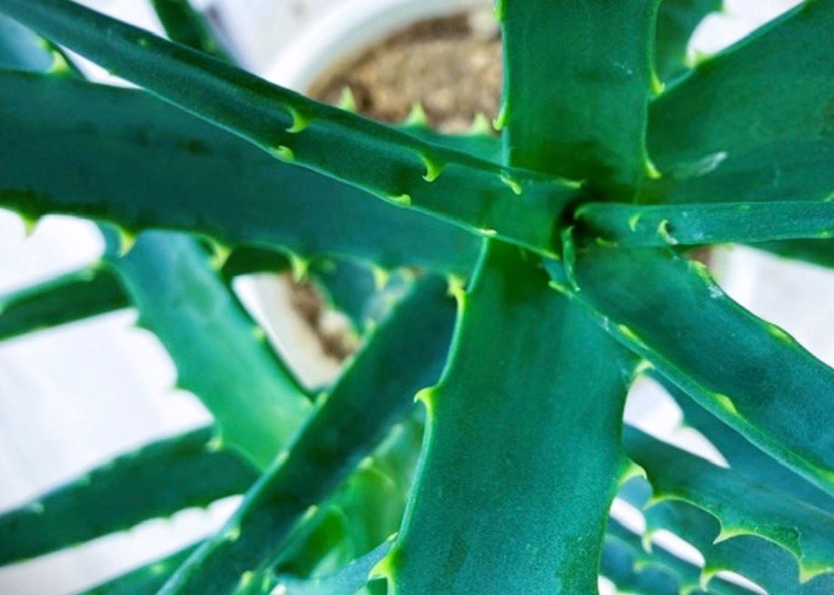 医者いらず 食べてよし 塗ってよし の健康植物 アロエ 三重県剪定伐採お庭のお手入れ専門店 剪定屋空