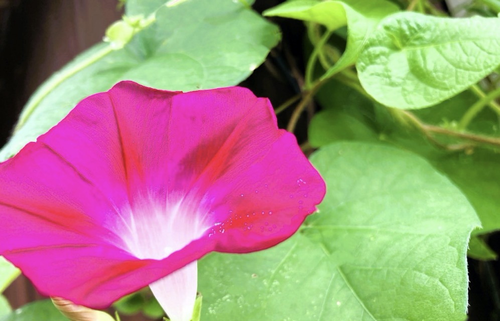 アサガオ 赤紫 — 牽牛花の呼び名をもつ夏の花