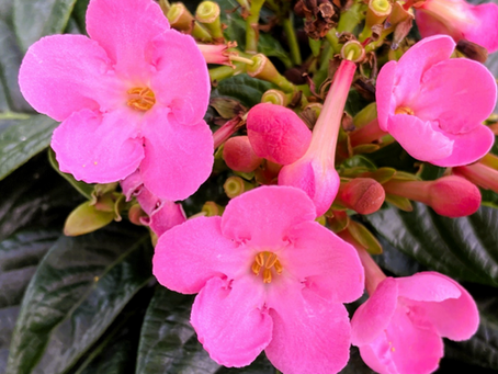 冬に満開の桜。優しい香りと美しい花色 におい桜ルクリア