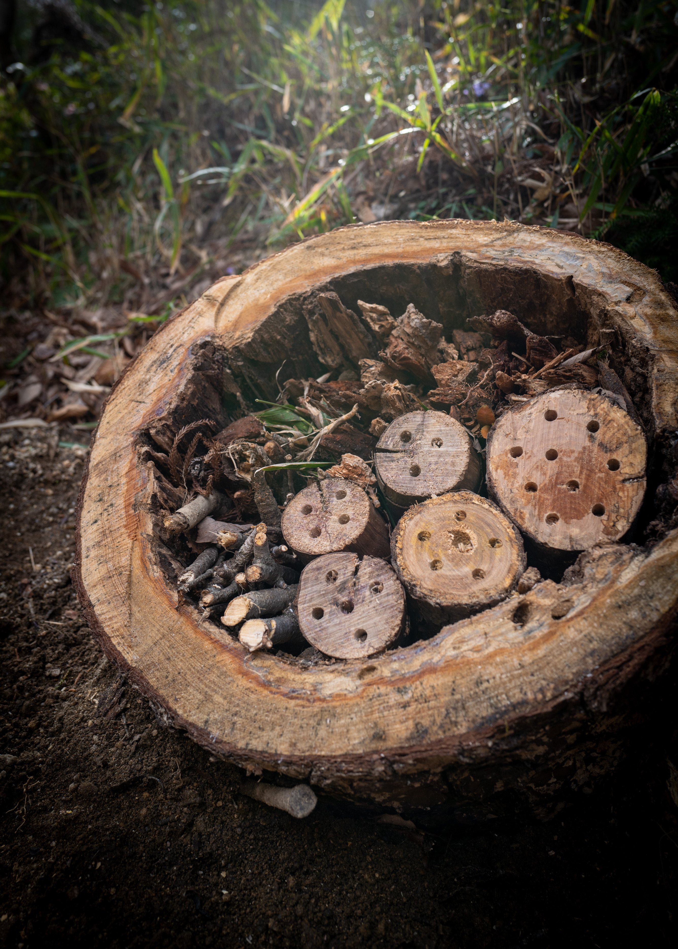 Small ecological bug hotel (insect hotel) for home garden biodiversity — installation and wildlife observation in Japan