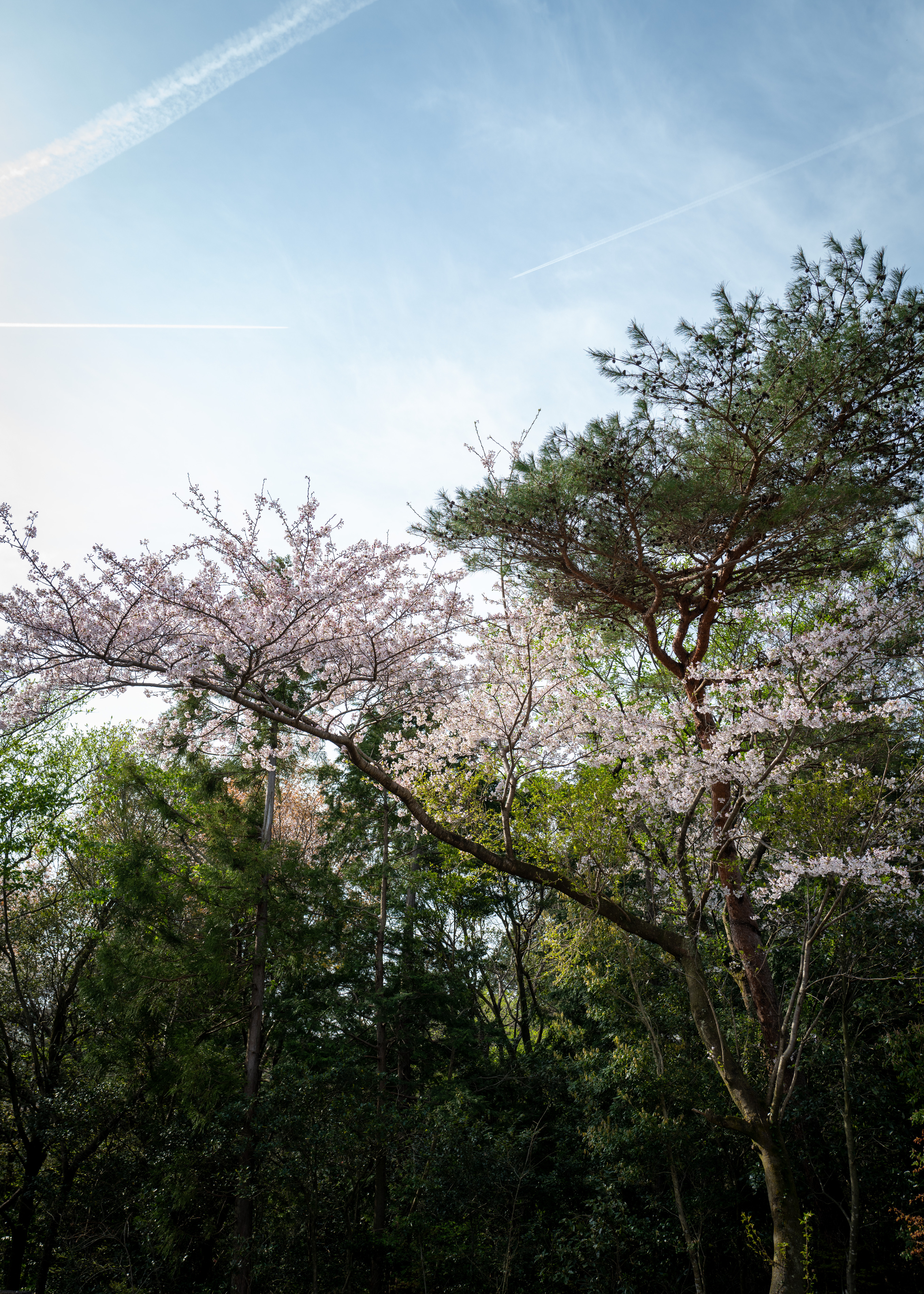 Microplastic Issues and Forest Conservation