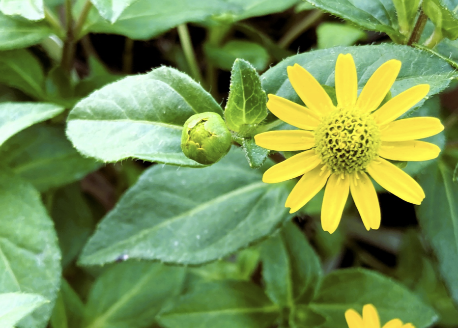 Sanvitalia Great Yellow blooming in a Japanese garden, compact summer flower