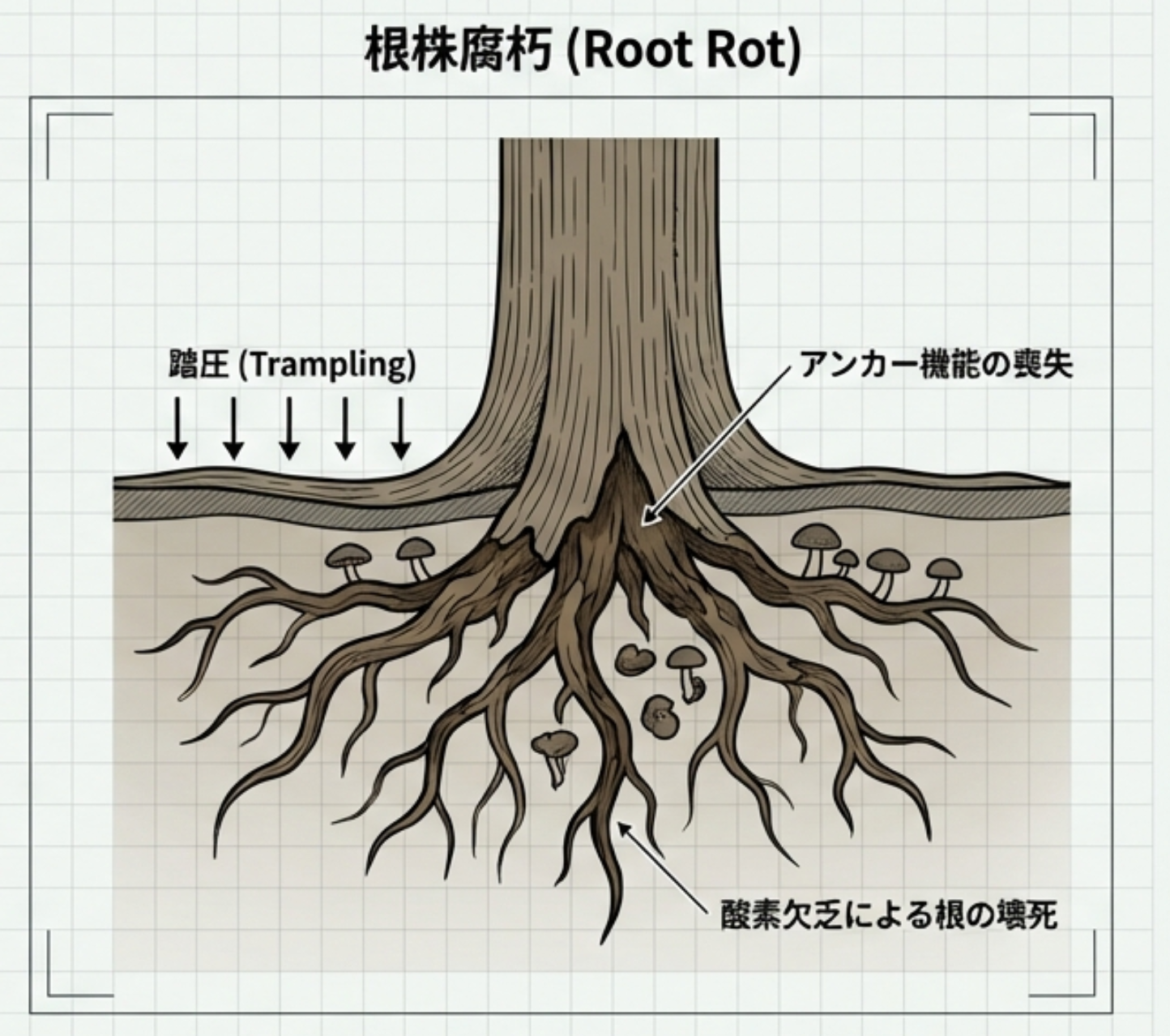 心材腐朽と根株腐朽