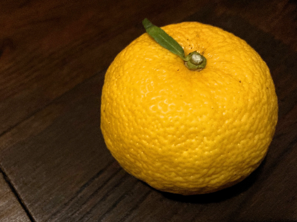 免疫力、抗感染、血行、そしてリラックス。年末年始におすすめ植物アロマユズ