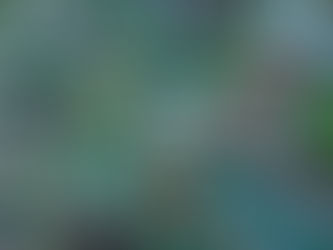 120年に1度?黒竹の開花が話題。不吉の予兆とは